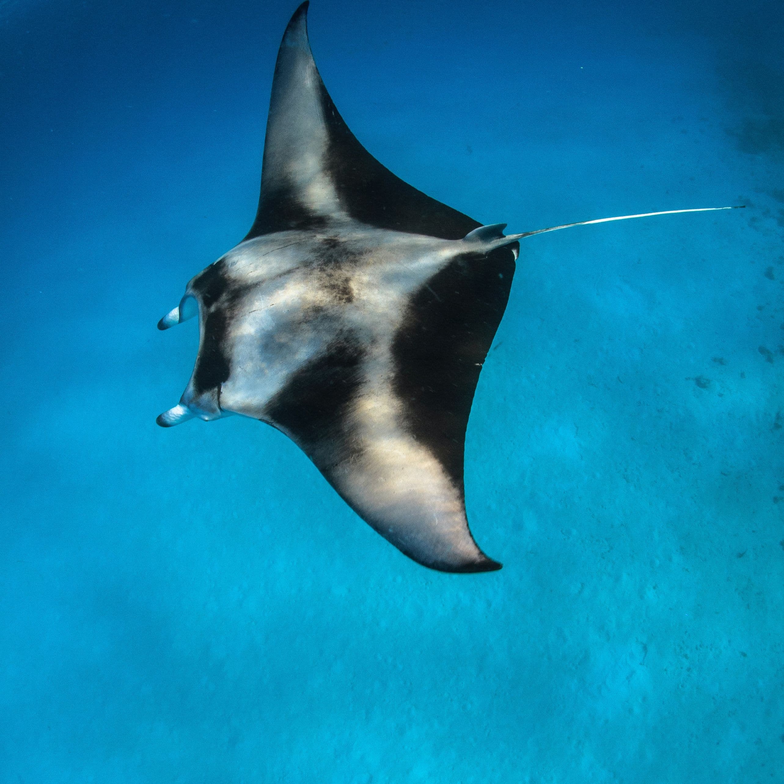 Une activité insolite : Plonger avec les Raies Manta