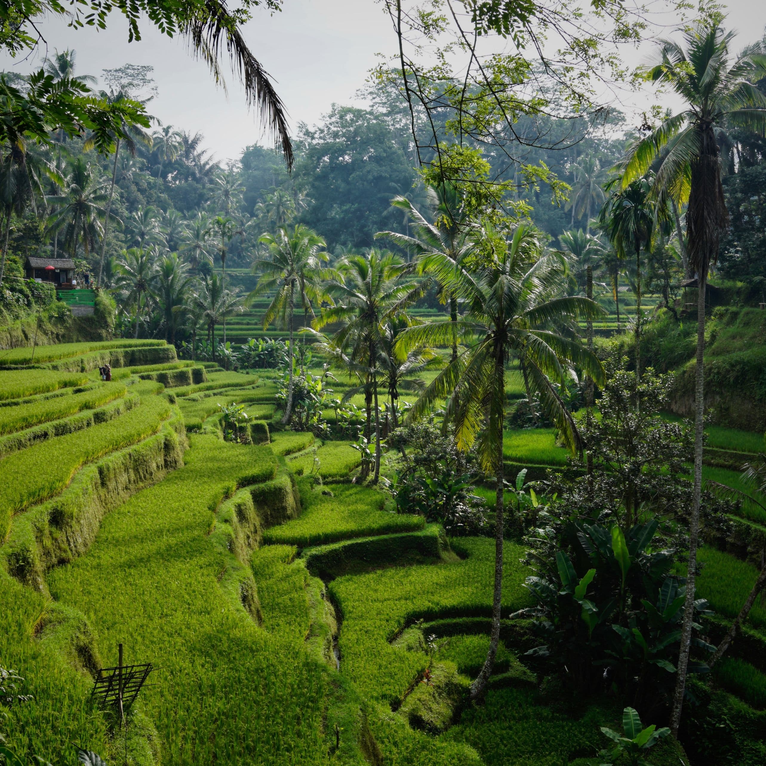 On fait quoi si on aime par la mer ? Visite des rizières en terrasse d'Ubud